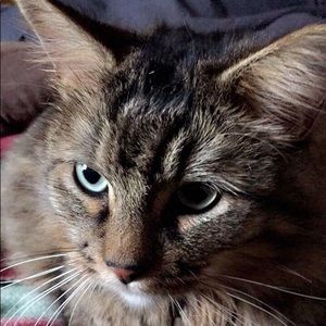 Meet your Posher, Lacy